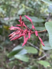 Bauhinia erythrocalyx