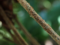 Asplenium contiguum