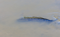 Channa argus