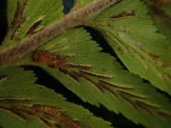 Asplenium contiguum