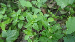 Spermacoce mauritiana