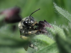 Anthophila