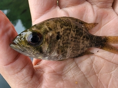 Ambloplites rupestris