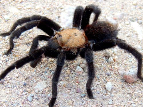 Mexican Rose Tarantula