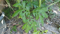 Amorphophallus konjac