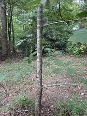 Quercus rubra