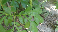 Amorphophallus konjac