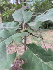 Quercus rubra