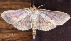 Herpetogramma theseusalis