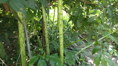 Amorphophallus konjac