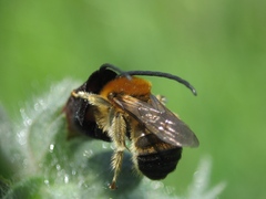 Eucera
