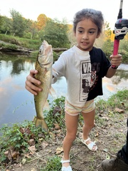 Semotilus corporalis