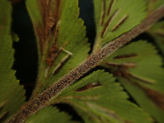 Asplenium contiguum