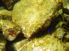 Stegastes rectifraenum