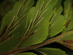 Asplenium contiguum