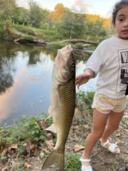 Semotilus corporalis