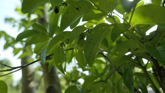 Diospyros kotoensis
