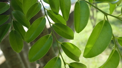 Diospyros kotoensis
