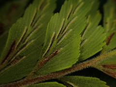 Asplenium contiguum