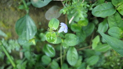 Bonnaya ruelloides