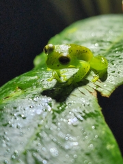 Espadarana prosoblepon