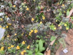 Berberis microphylla