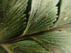 Asplenium contiguum