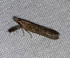 Dichomeris ligulella