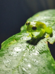 Espadarana prosoblepon