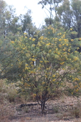Acacia uncifera