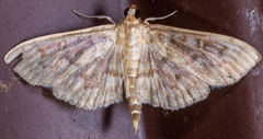 Herpetogramma theseusalis