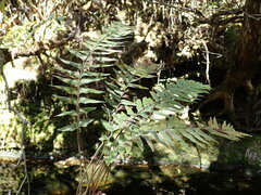 Asplenium contiguum