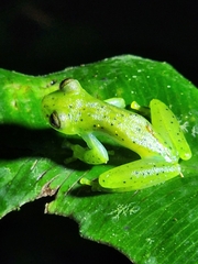 Espadarana prosoblepon