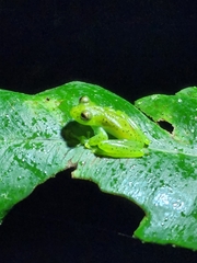 Espadarana prosoblepon