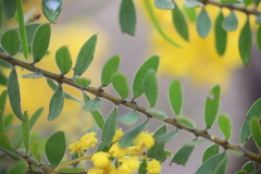 Acacia uncifera