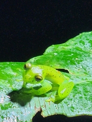 Espadarana prosoblepon