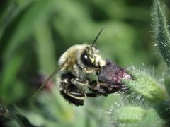 Anthophora