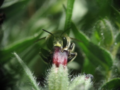 Anthophora