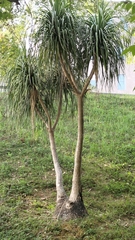 Beaucarnea recurvata