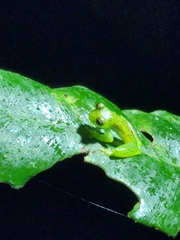 Espadarana prosoblepon