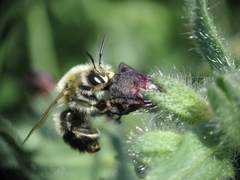 Anthophora