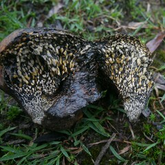 Pisolithus arhizus