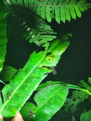 Espadarana prosoblepon