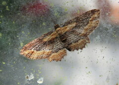 Chloroclystis filata