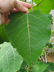 Populus deltoides deltoides