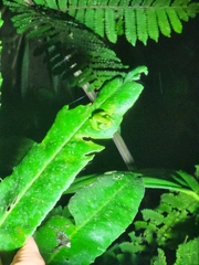 Espadarana prosoblepon