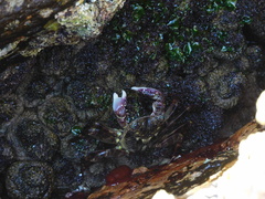 Leptograpsus variegatus