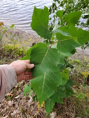 Populus deltoides deltoides