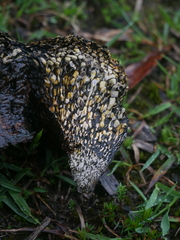 Pisolithus arhizus
