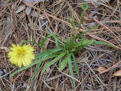 Pyrrhopappus carolinianus
